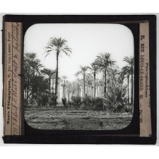 Egypte. Cheik Abbadé forêt de palmiers.