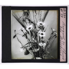 L'Art à l'école, décoration par les fleurs d'été. Bouquet de fleurs des moissons.