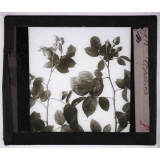 La Plante. Epines.