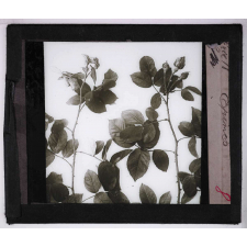 La Plante. Epines.