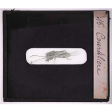 Les Insectes et les arachnides. Courtilière.