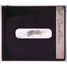 Les Insectes et les arachnides. Courtilière.