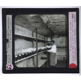 Sérothérapie. Préparation des divers sérums de l'Institut Pasteur de Paris. La cave aux sérums, le sang du cheval est mis dans un endroit frais.