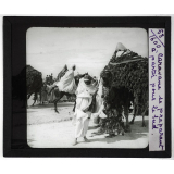 Algérie, Tunisie, Maroc. Caravane se préparant à partir pour le Sud.