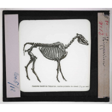 Les Fossiles de l'ère tertiaire et de l'ère quaternaire. Hipparion.