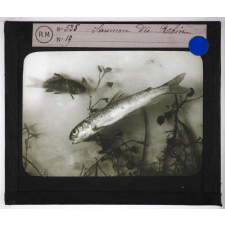 Les Poissons d'eau douce. Saumon du Rhin.