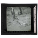Chasse au moyen et au petit gibier africain du Mozambique. Oréotrague.