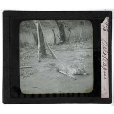Chasse au moyen et au petit gibier africain du Mozambique. Oréotrague.
