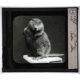 Les Animaux sauvages et la fourrure. Le castor. Castor fiber.