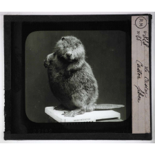 Les Animaux sauvages et la fourrure. Le castor. Castor fiber.