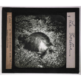 Jardins zoologiques. La tortue.