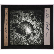 Jardins zoologiques. La tortue.