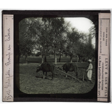 Egypte. Héliopolis. Bœufs au labour.