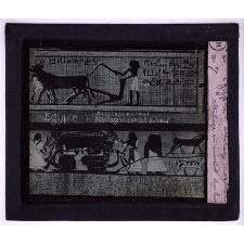 Attelage antique. Egypte. Attelage normal. Attelage en éventail du boeuf.