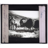 Islande. Chevaux portant du foin.