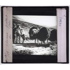 Islande. Chevaux portant du foin.