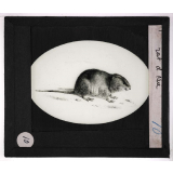 Oiseaux et mammifères nuisibles. Rat d'eau.