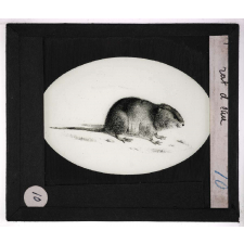 Oiseaux et mammifères nuisibles. Rat d'eau.