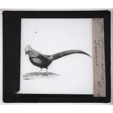 Les Oiseaux utiles. Faisans.