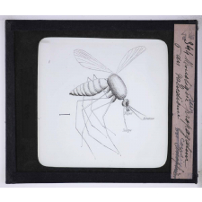 Le Paludisme. Moustique propagateur du Paludisme ou Anophèle.