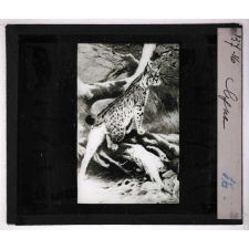 Oiseaux et mammifères nuisibles. Lynx.