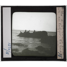 Etats-Unis. Région du Far-West. Iles de St Catalina sur la côte du Pacifique. Les lions mer.