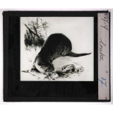 Oiseaux et mammifères nuisibles. Loutre.
