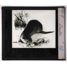 Oiseaux et mammifères nuisibles. Loutre.