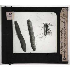 Métamorphoses des insectes. Métamorphose des Moustiques (Le Tipule potager).