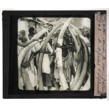 Chasse au grand gibier africain du Mozambique. Convoi de noirs porteurs de défenses d'éléphants.