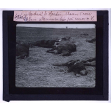 La Bataille de la Marne. Nanteuil le Hautain. Chevaux d'une batterie allemande tués par canon de 75.