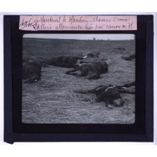 La Bataille de la Marne. Nanteuil le Hautain. Chevaux d'une batterie allemande tués par canon de 75.