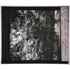 Les Écorces. Mousse et lichens sur un tronc.