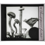 Les Plantes sans fleurs. Champignons à feuillets.