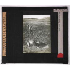 Oiseaux et mammifères nuisibles. Lièvre européen.