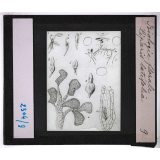 Biologie florale. Liparis latifolia.