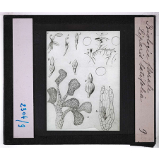 Biologie florale. Liparis latifolia.
