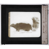 Les Animaux sauvages et la fourrure. Le skunk.