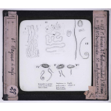 Maladies transmises à l'homme par les animaux. 1° Taenia - 2° Bothriocéphalus latus - 3° Ascaris - 4° Trichocéphale - 5° Ankylostome et œufs - 6 Oxyures et œufs.