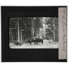 Pologne. La forêt de Bialovietz.