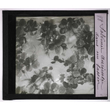 Les Plantes sans fleurs. Salvinie auriculée, dans un bassin. 