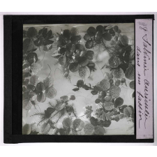 Les Plantes sans fleurs. Salvinie auriculée, dans un bassin.
