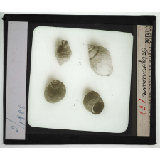 Les Mollusques comestibles. Bigorneaux.