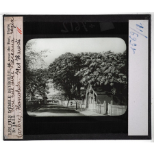 Hawai. Une rue avec Paeceana régia (arbre) Honolulu.