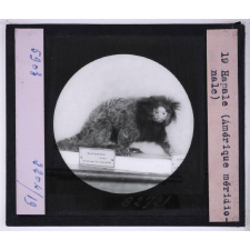 Singes et lémuriens. Hapale (Amérique méridionale).