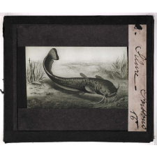 Les Poissons. Silure.