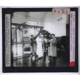 Sérothérapie. Préparation des divers sérums de l'Institut Pasteur de Paris. Saignée d'un cheval (1er temps).