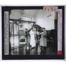 Sérothérapie. Préparation des divers sérums de l'Institut Pasteur de Paris. Saignée d'un cheval (1er temps).