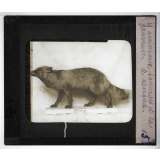 Les Animaux sauvages et la fourrure. Le renard.