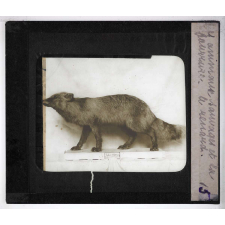 Les Animaux sauvages et la fourrure. Le renard.
